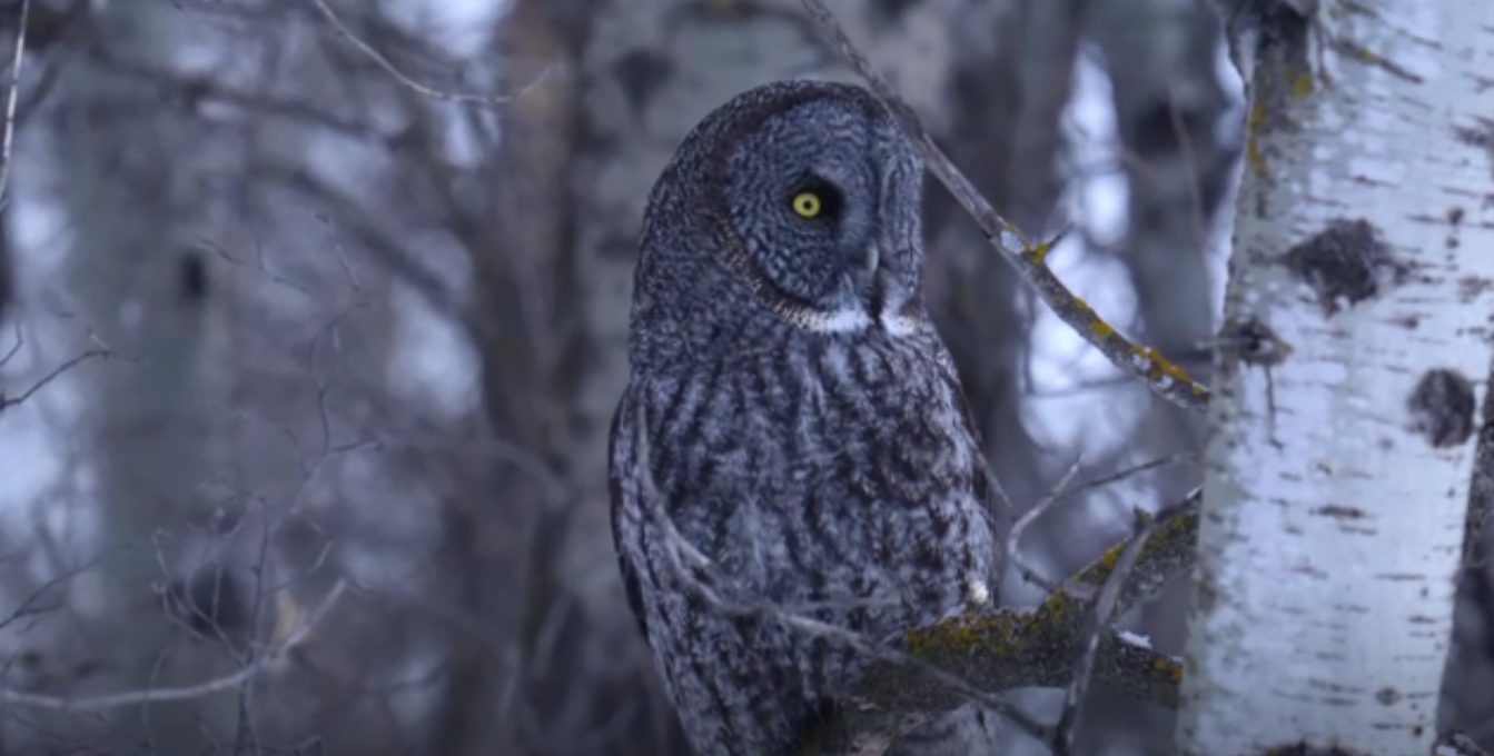 免费观看全球优质纪录片的在线网站：iHaveNoTV